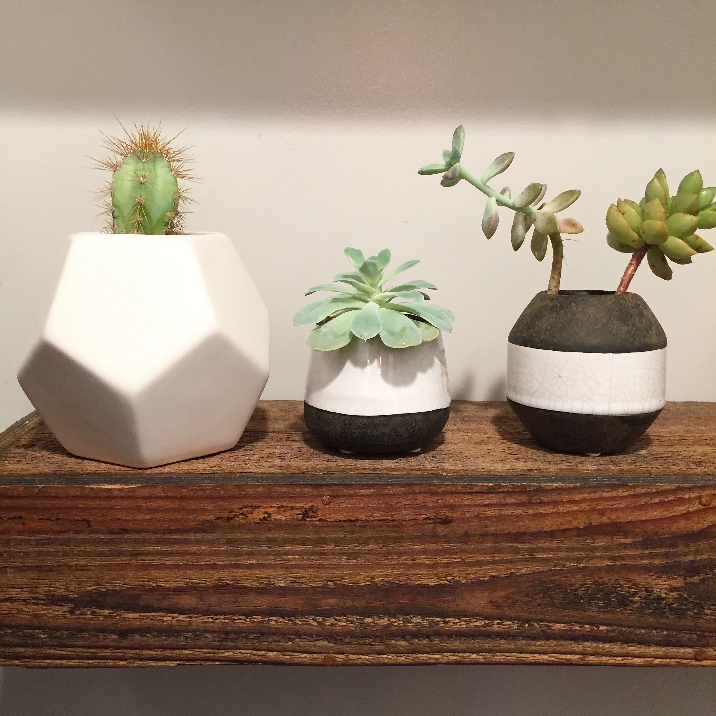 Ways to Style Your Home Using Succulents