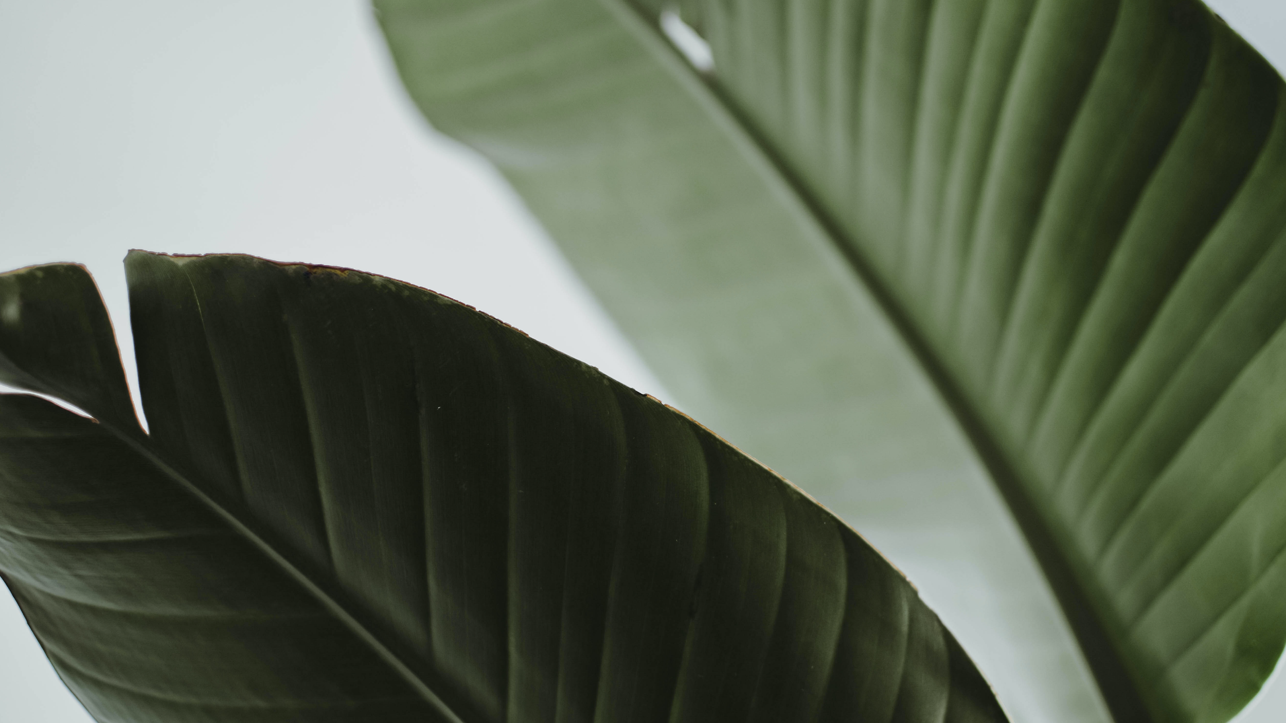 hbabylon-01-headers-squarespaces-2022-01.png