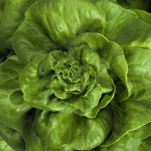 GARDEN-giphy-03.gif
