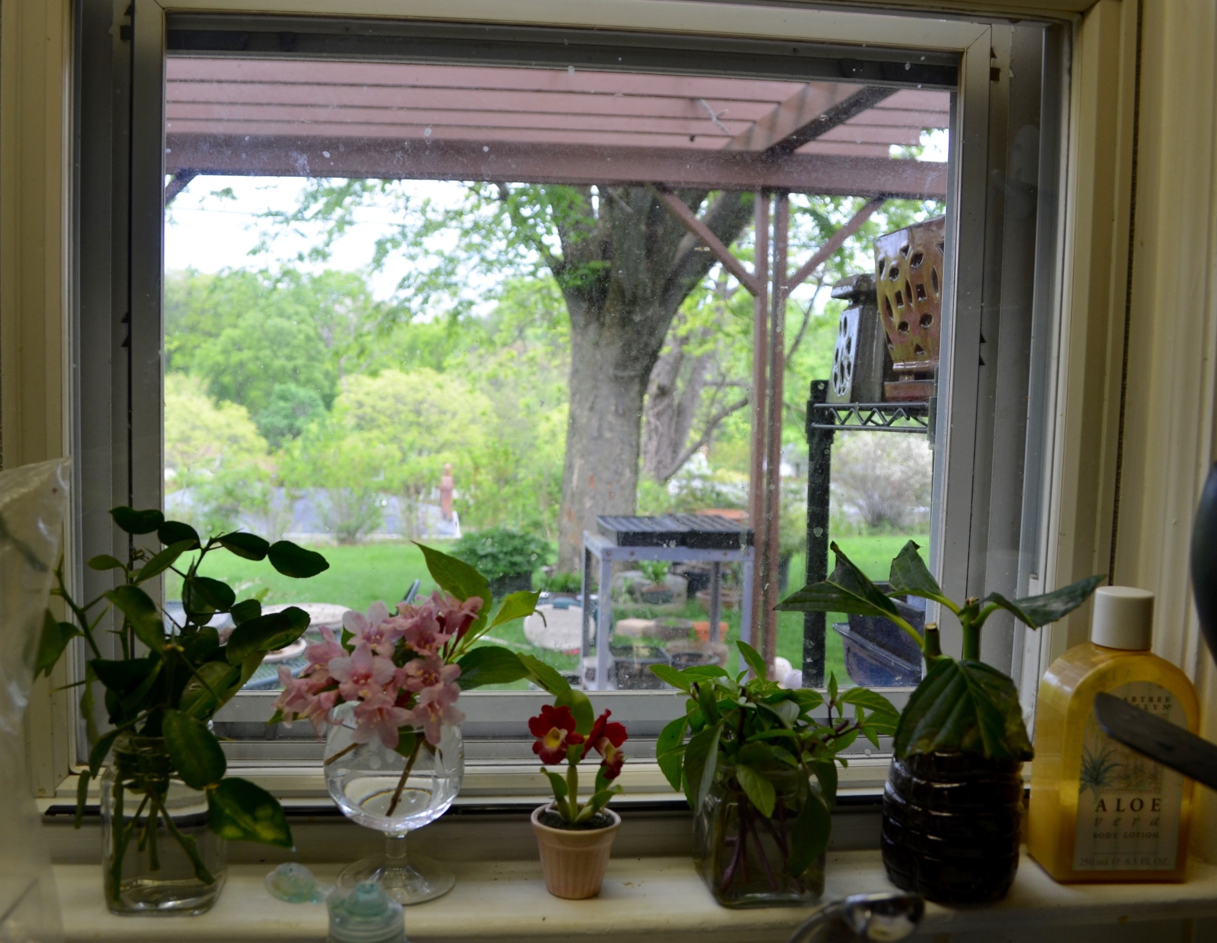 A view from her kitchen window.