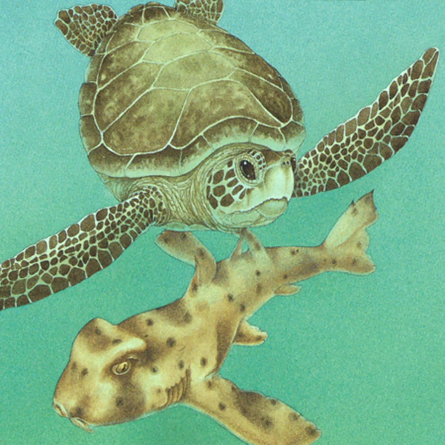 Green-Sea-Turtle-.jpg
