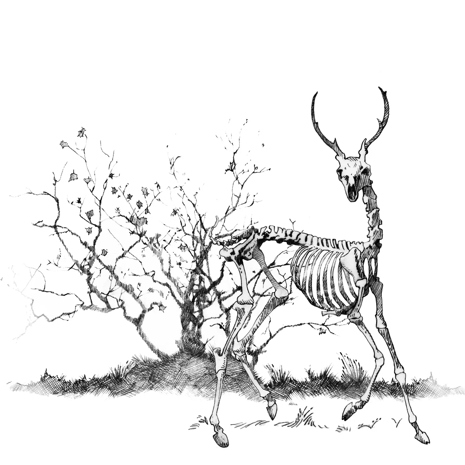Deer-copy.jpg