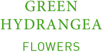 Green Hydrangea Flowers