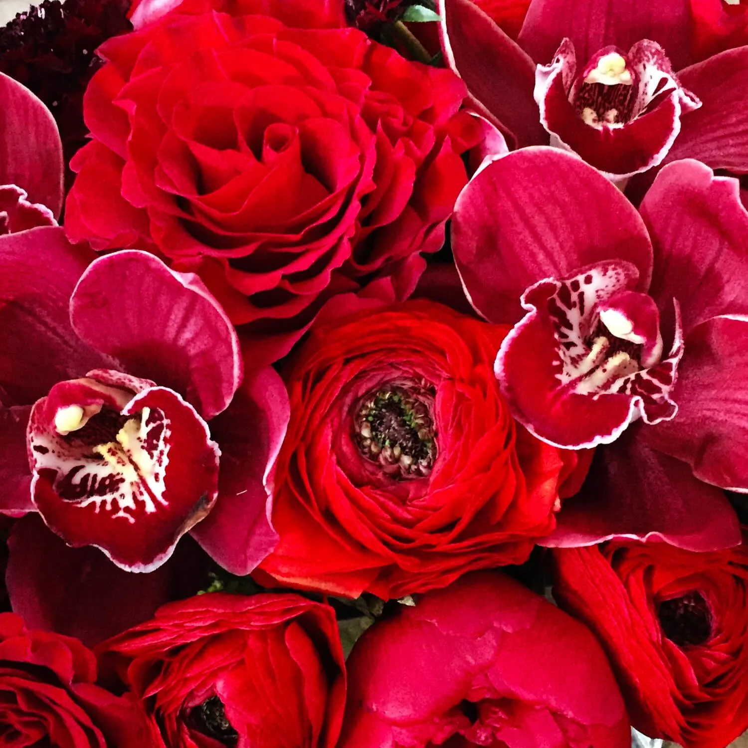Close up of bright red flowers