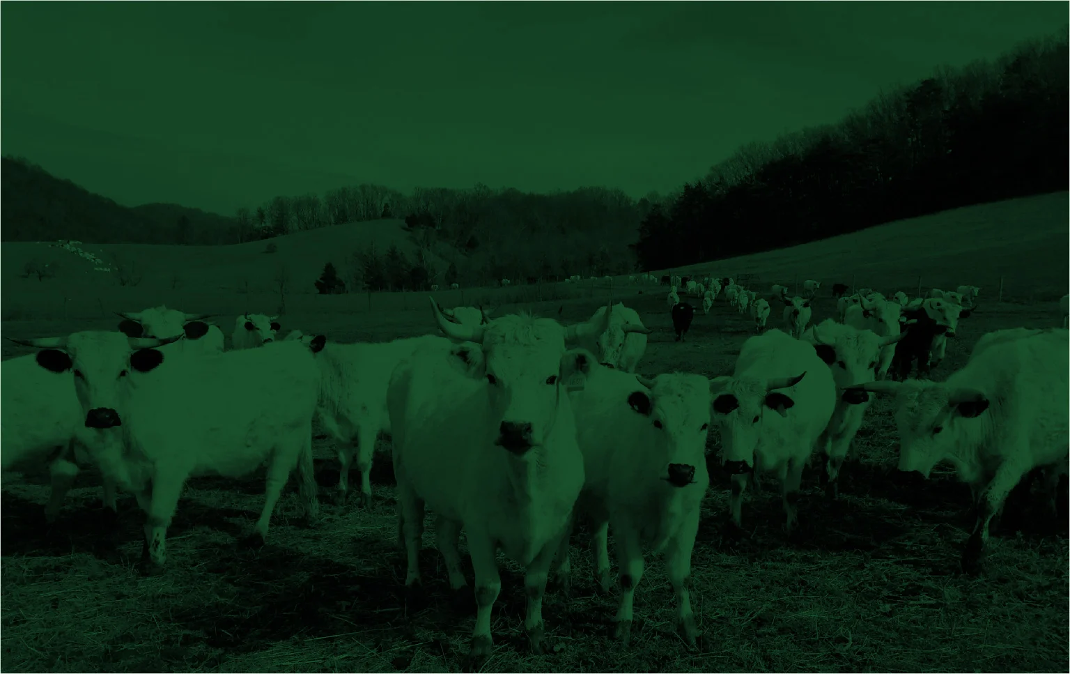 green herd.jpg