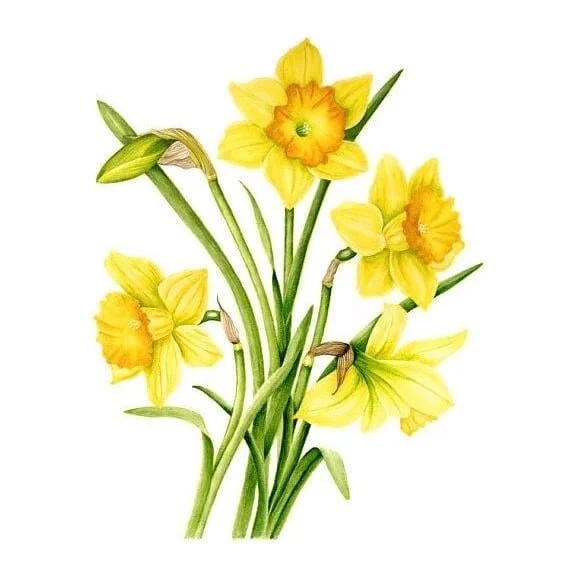 Dydd Gwyl Dewi Hapus Pawb!/Happy St.Davids day everyone! 🏴󠁧󠁢󠁷󠁬󠁳󠁿🌼🐉🙏✨ 🥰😘💚🕊
.
Spring is on it's way my friends... hang on in there! .
Show me some love my fellow welshies! .
Love &amp; light sweet Cariads xxxx
.
.
#stdavidsday #welsh #wal