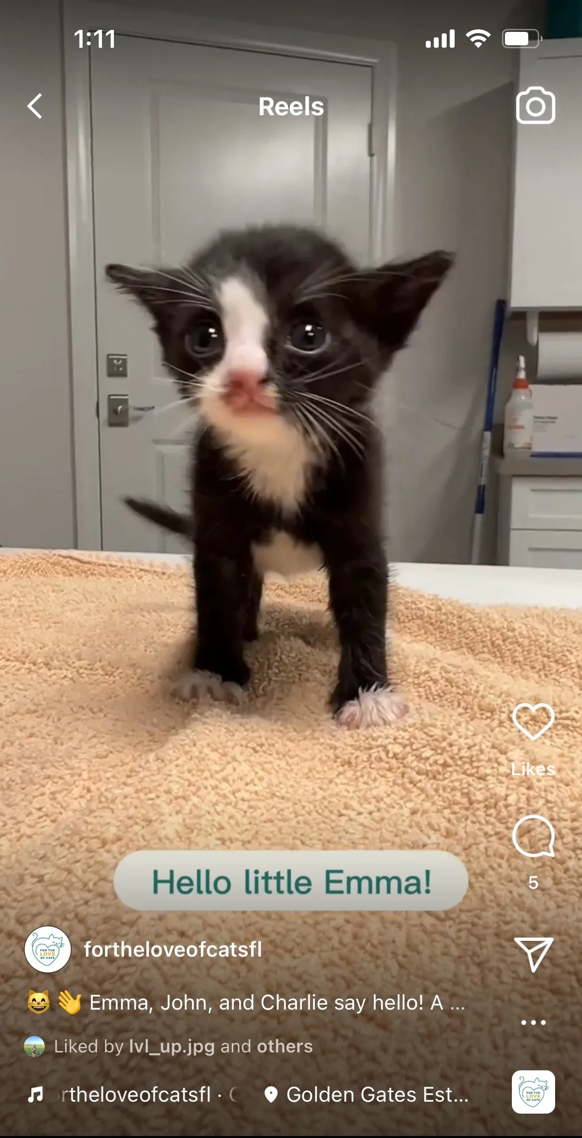 Emma's Rescue Story