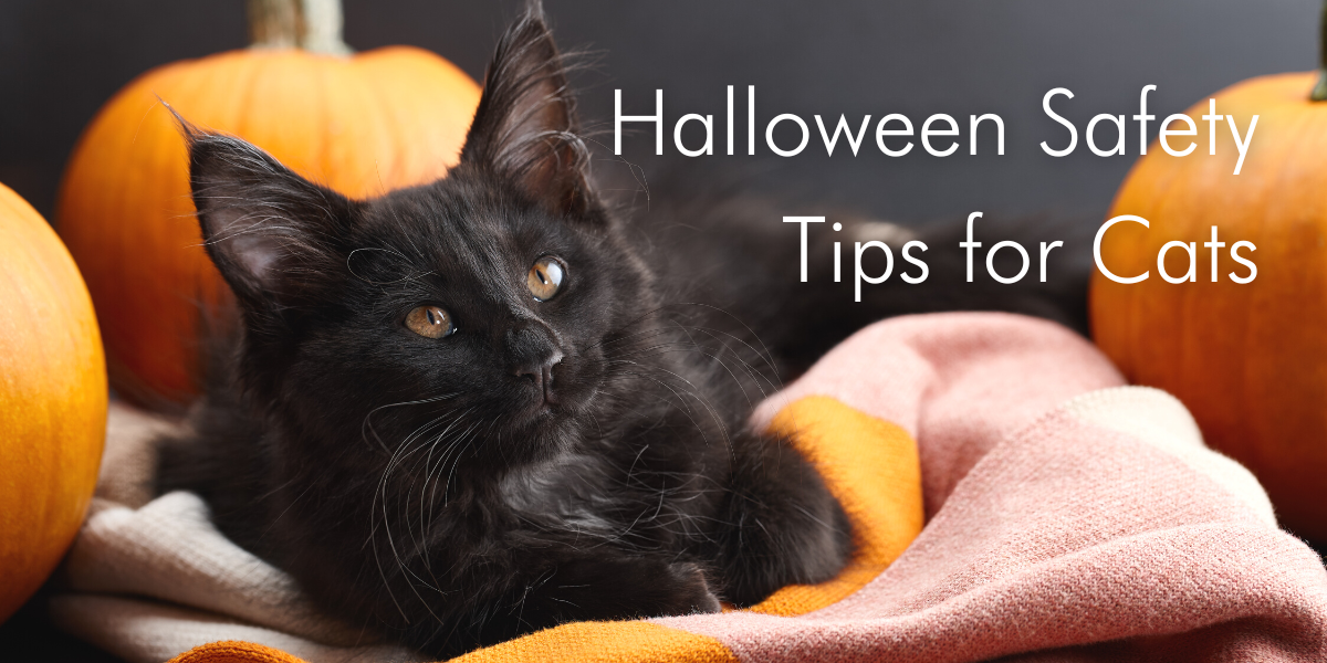 Halloween Safety Tips for Cats