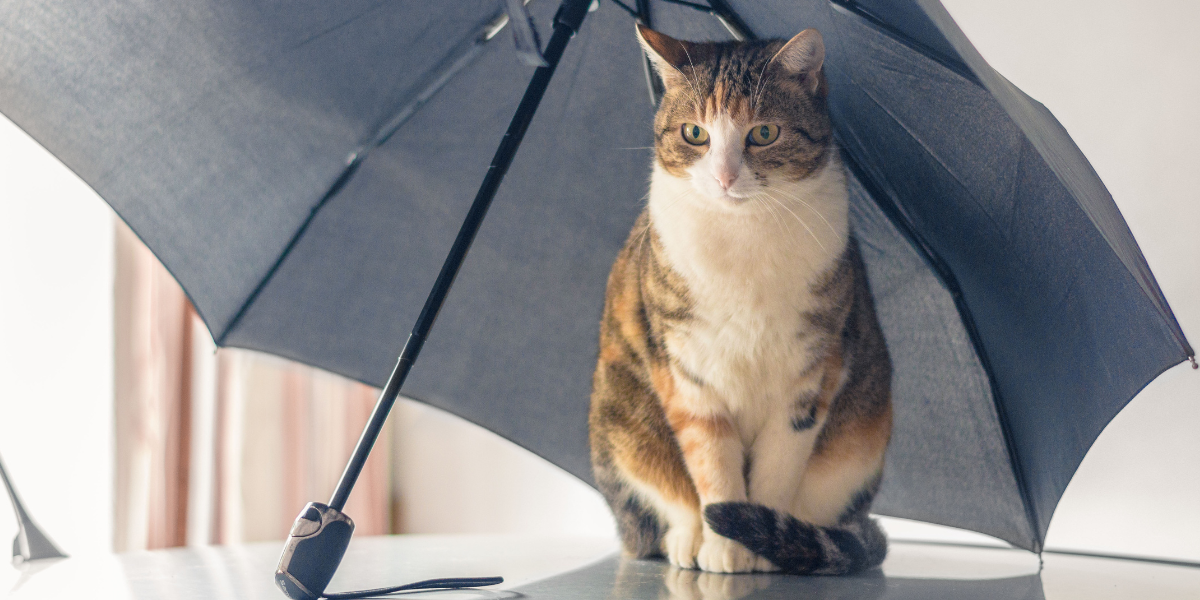 Hurricane Preparedness For Pet Owners