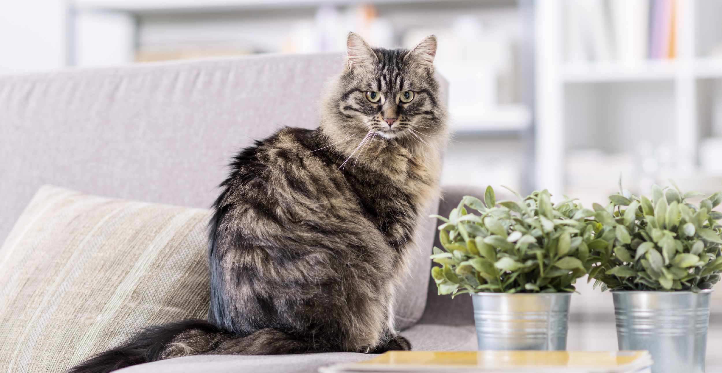 Cat-Owners Avoid These 7 Popular Plants