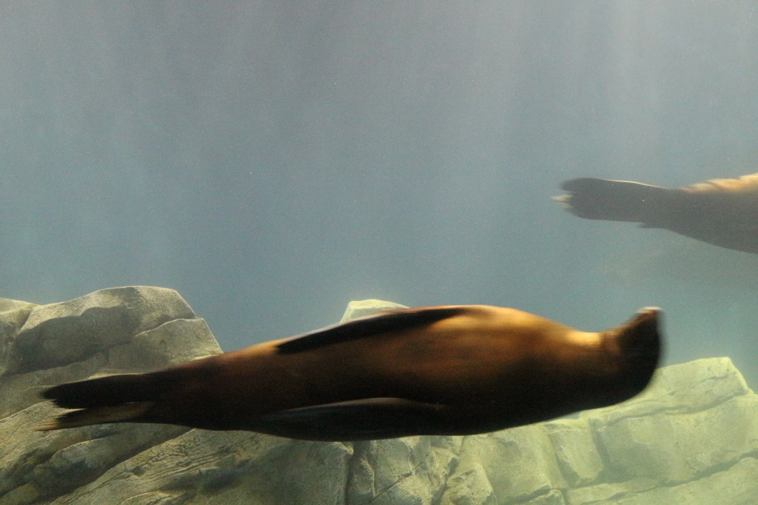 Odysea and butterfly exhibit — KESPhotography