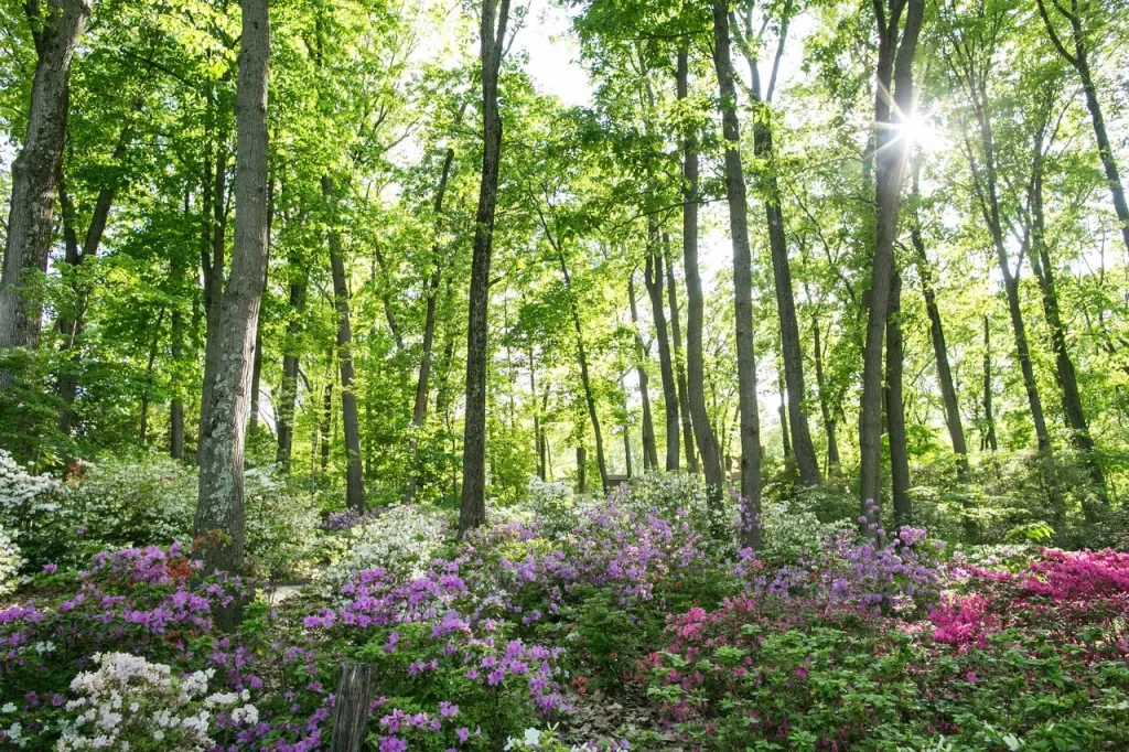 DEVON, PA: JENKINS ARBORETUM