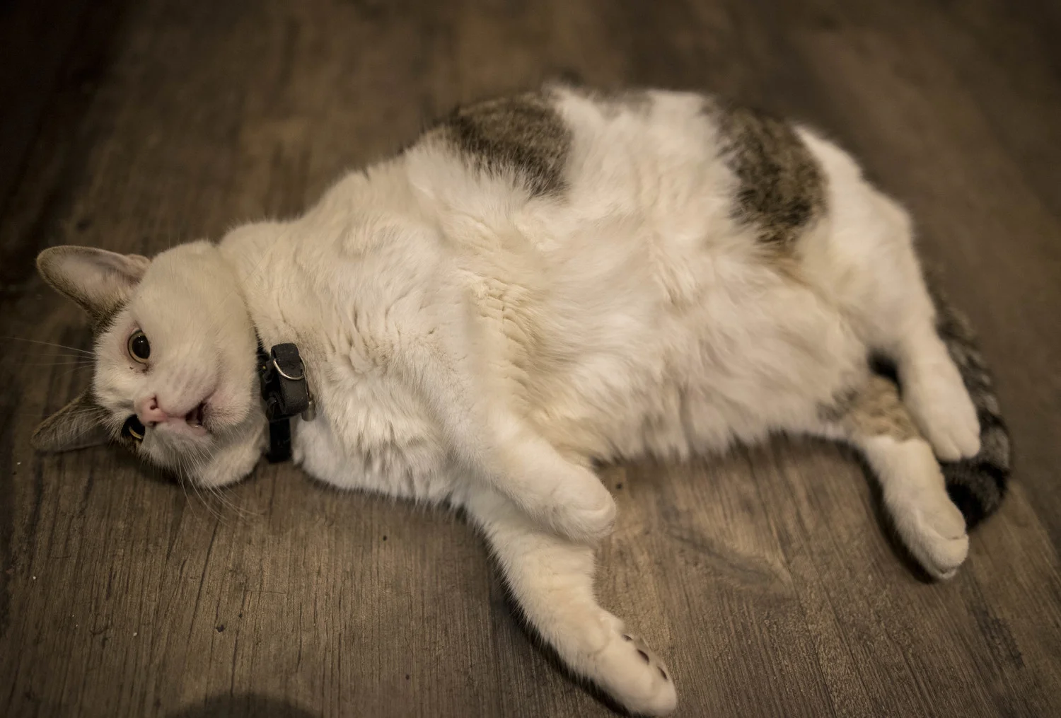 AMSTERDAM CAFE CAT
