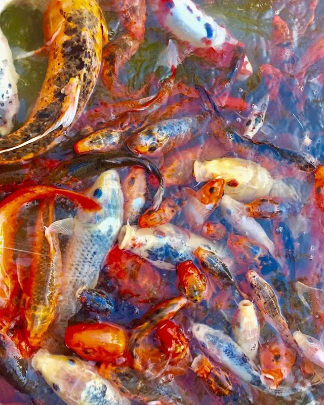 Fish#crazyfish#feedme#pennies#travel#desert#Arizona