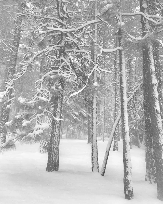 Lake Tahoe storm#snow#peaceful#black&amp;white#photograher#forest#freshpowder