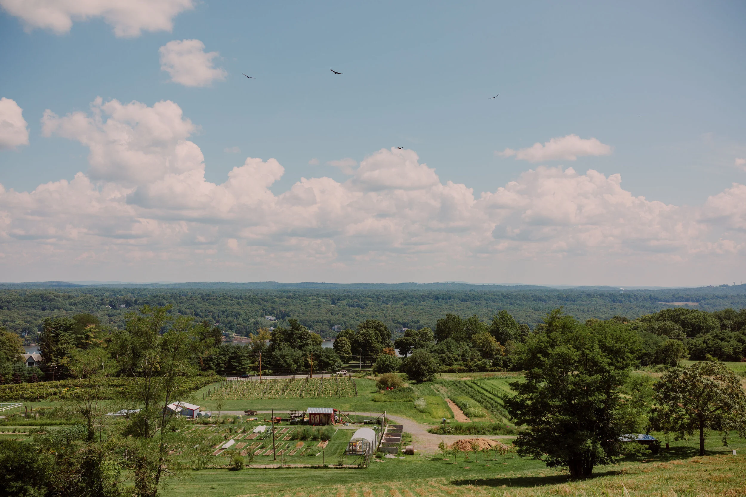 LEAH RedMapleVineyard_Property-72.jpg