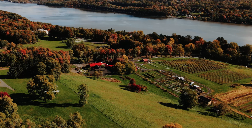 Red Maple Vineyard
