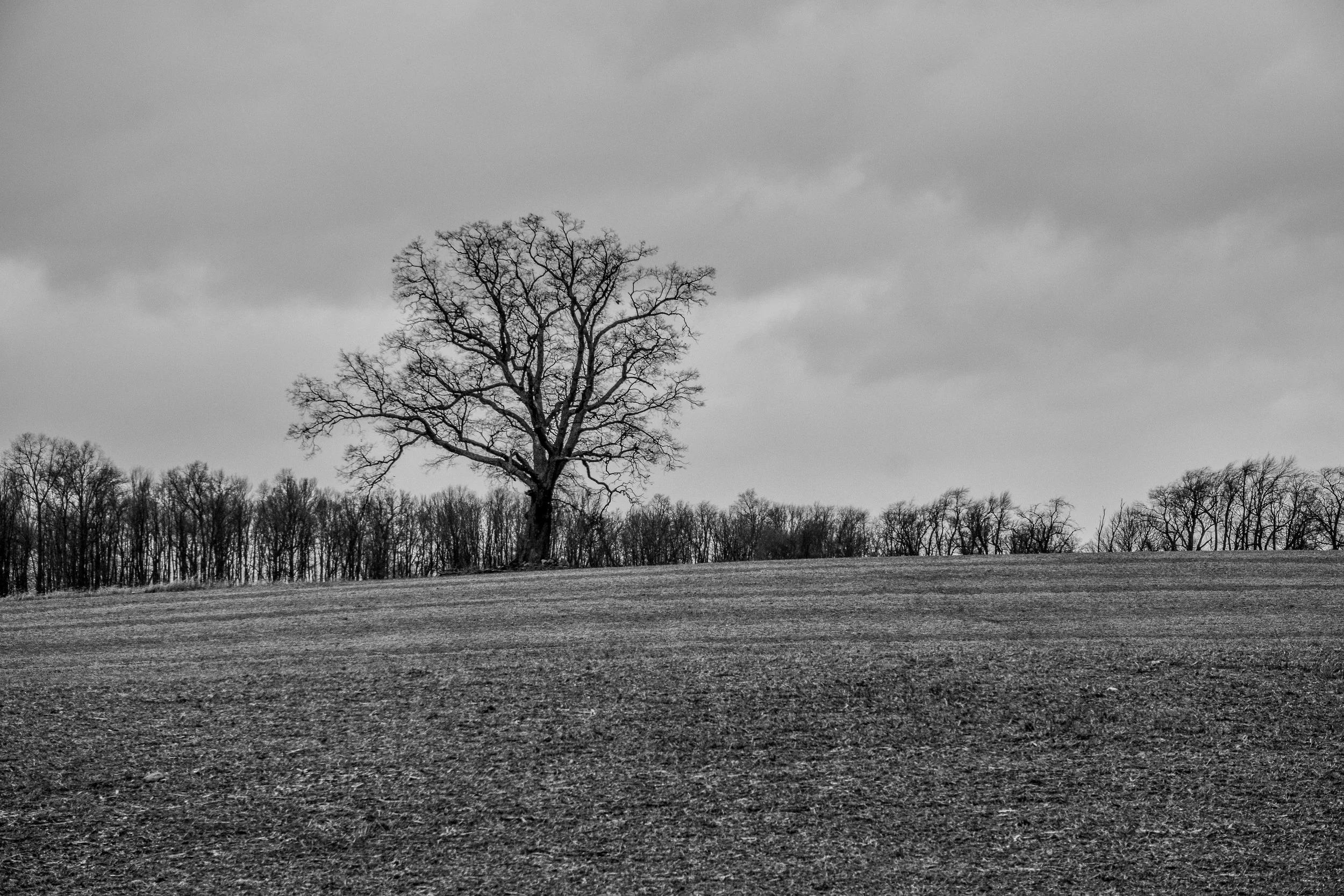 DSC_1669-2.jpg