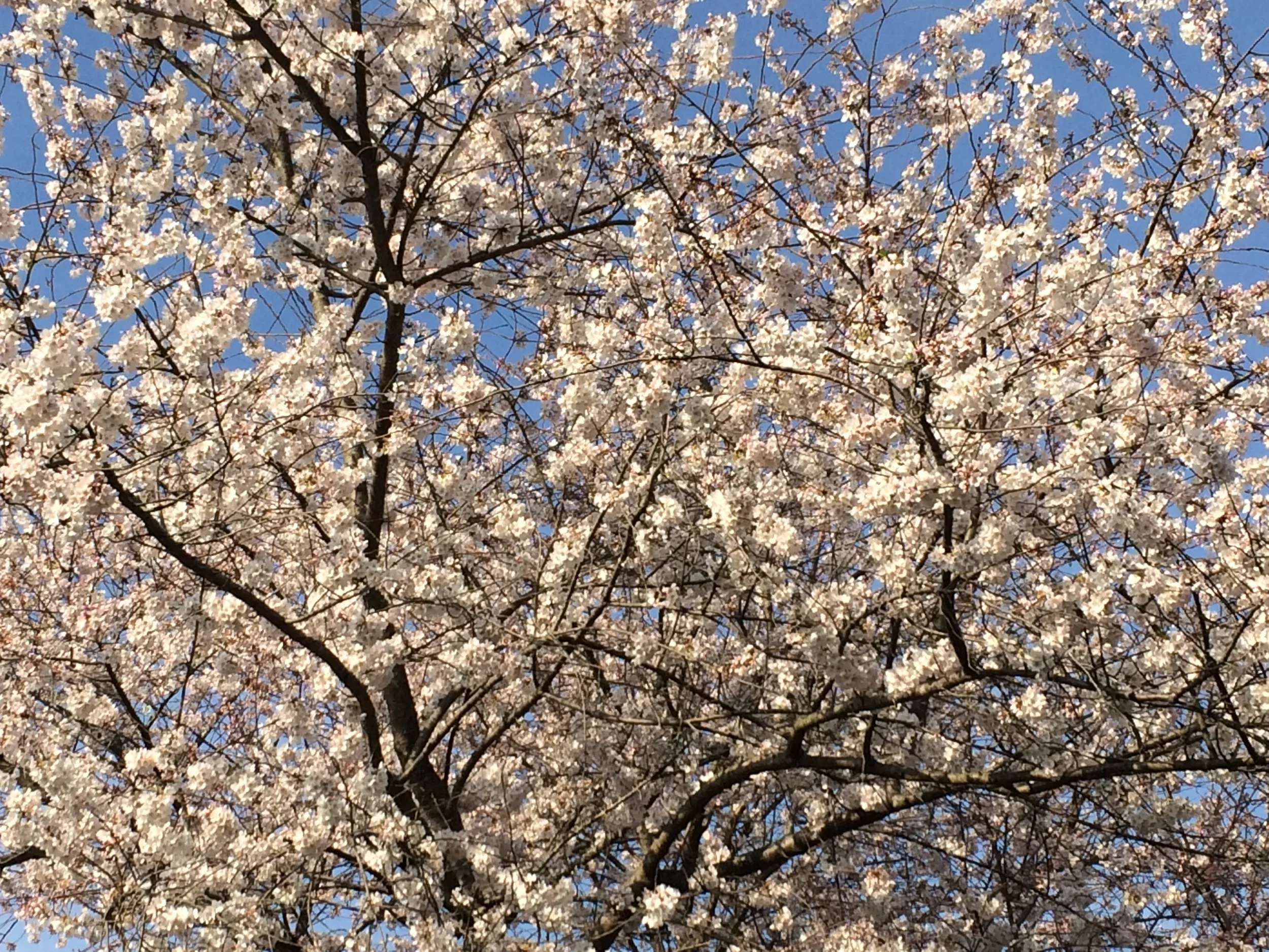 Cherryblossom.JPG