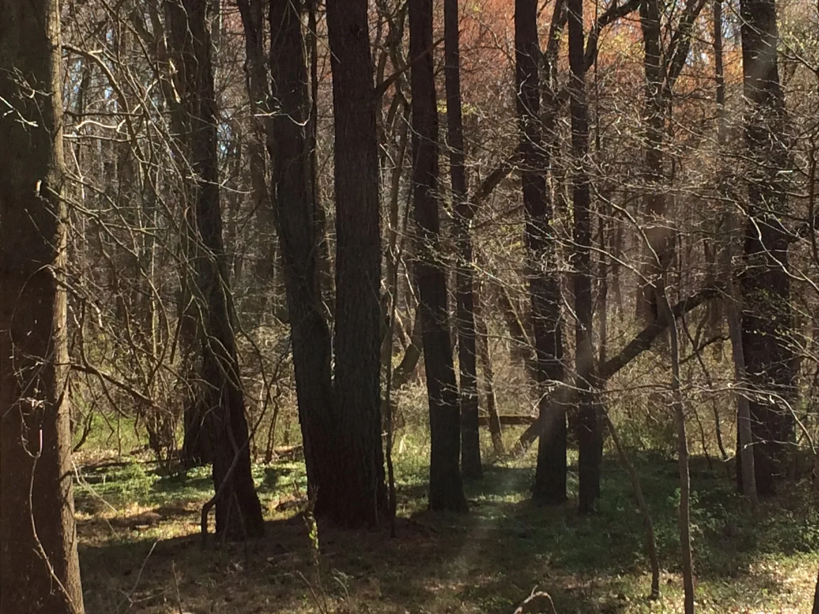 Forest.JPG