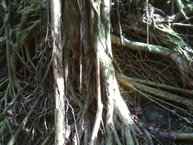 banyan tree roots.jpg