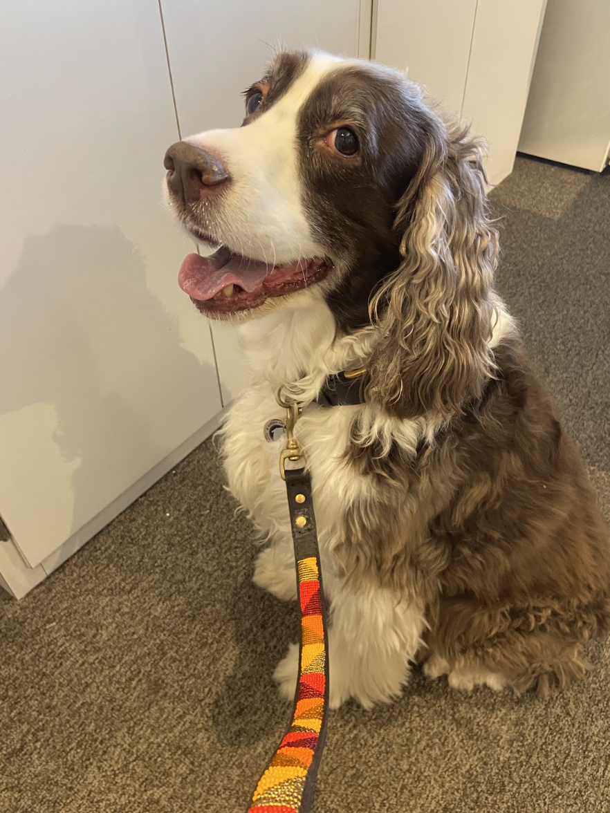 dog-leash-handmade-beaded.png