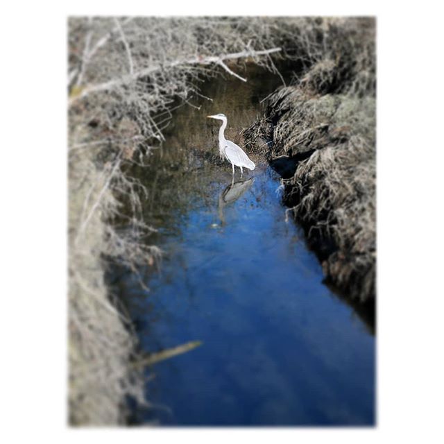 When such creatures are part of your everyday life, you know that you are in a good place.
.
.
.
#creatures #britishcolumbia #runninginparadise #sunnyfalldays #wildlife #birdsareawesome