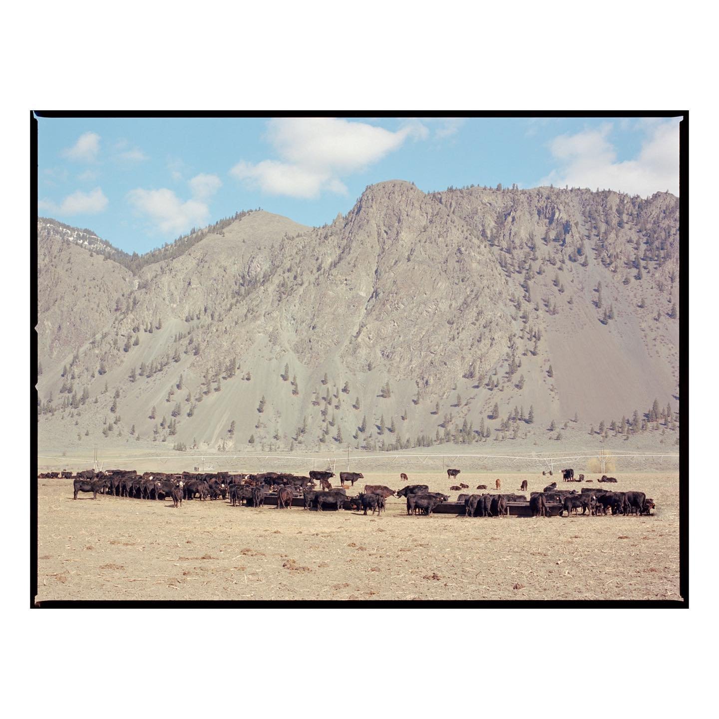 🐂 #beautifulbritishcolumbia🇨🇦🍁 #britishcolumbia #canada #cowseverywhere #cowsofinstagram #filmphotography #mediumformatfilm #hasselblad500cm