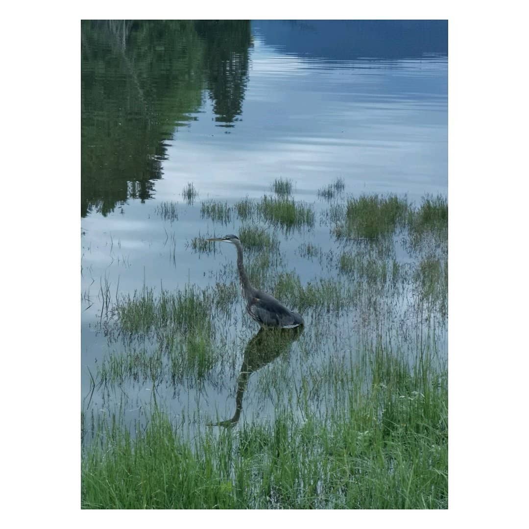 #heronsnesting #britishcolumbia