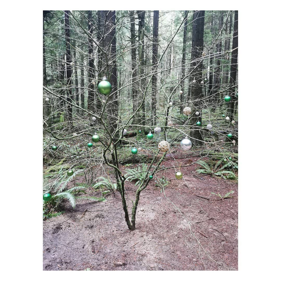 Christmas vibes in the woods.