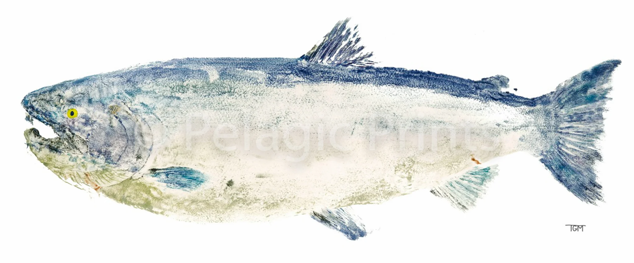 5Sir Magnum Coho_2014_32.5x13.5.jpg