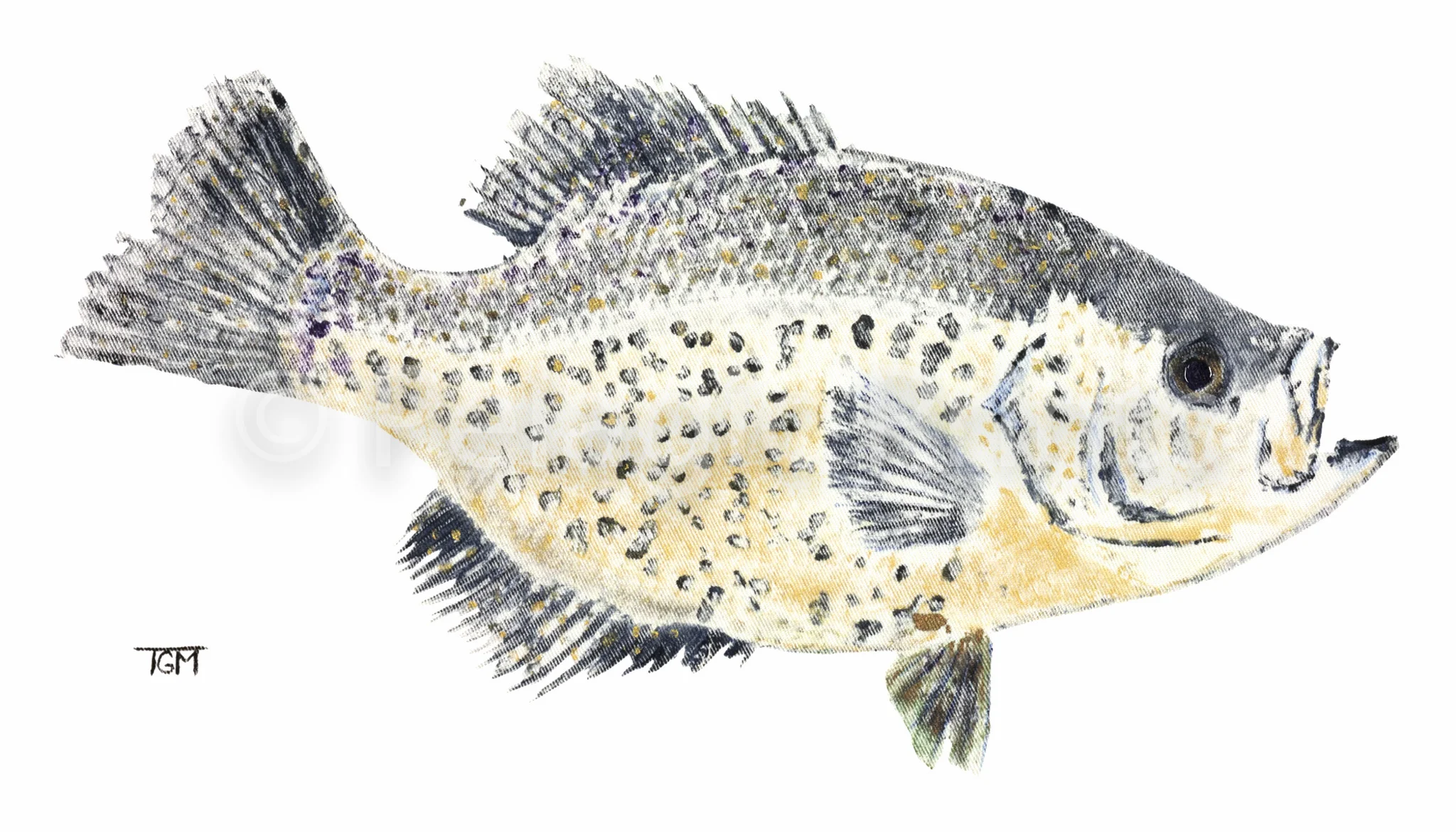 22CRAPPIE BASS_2015_9x14.jpg