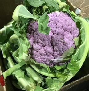 JACARANDA CAULIFLOWER