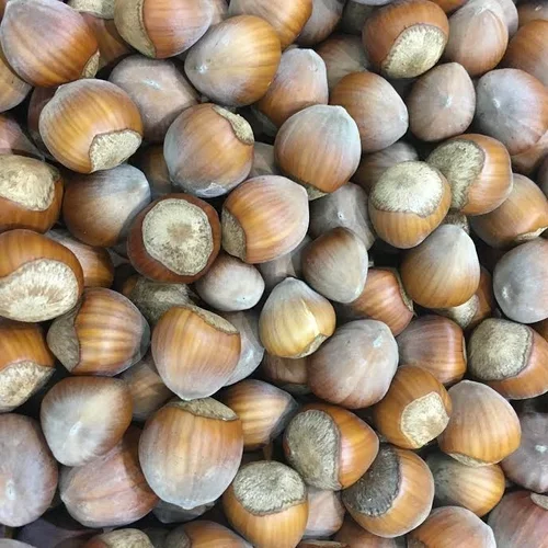 HAZELNUTS