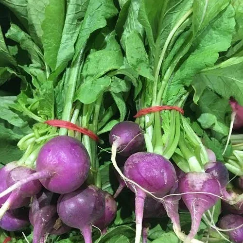 PURPLE RADISH