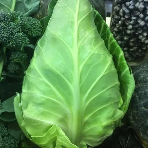 SUGARLOAF CABBAGE