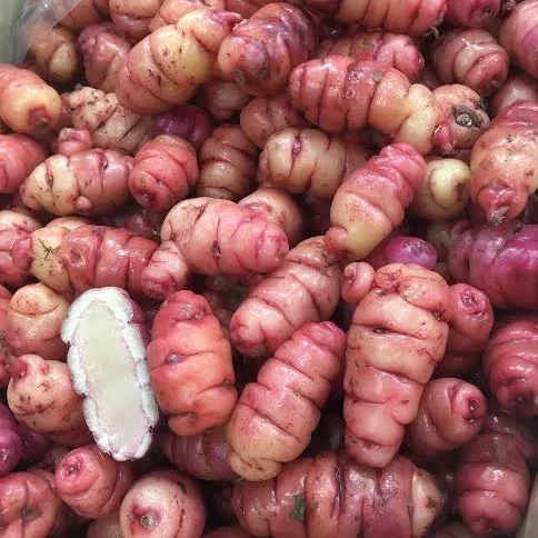 AUSTRALIAN BABY YAMS