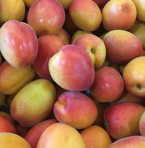 APRICOTS