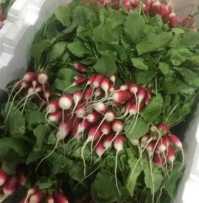 FRENCH RADISH