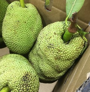JACKFRUIT