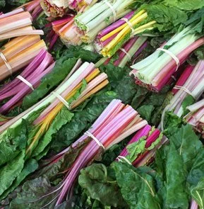 RAINBOW CHARD