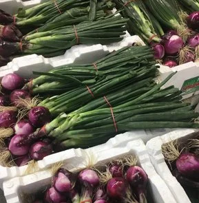 SPRING ONIONS