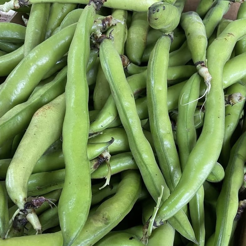 BROAD BEANS