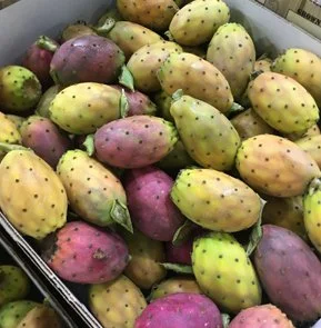 PRICKLY PEARS