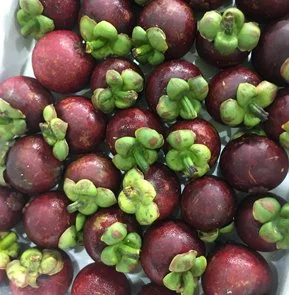 MANGOSTEEN 