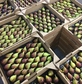 FIGS