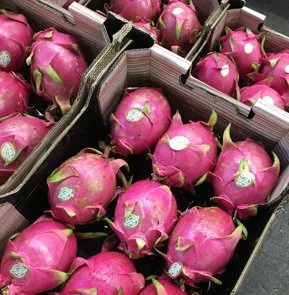 DRAGON FRUIT