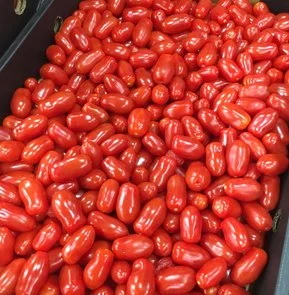 BELLO ROSSO TOMATOES