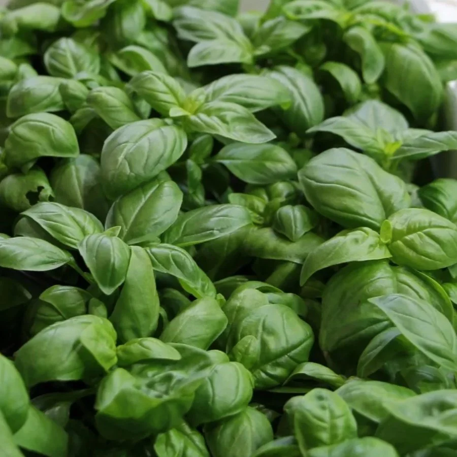 BASIL