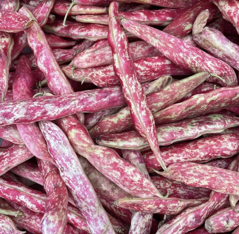 BORLOTTI BEANS